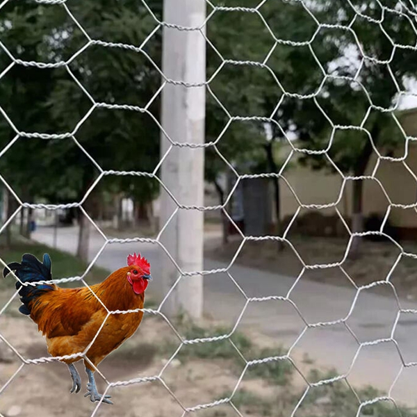 chicken wire mesh